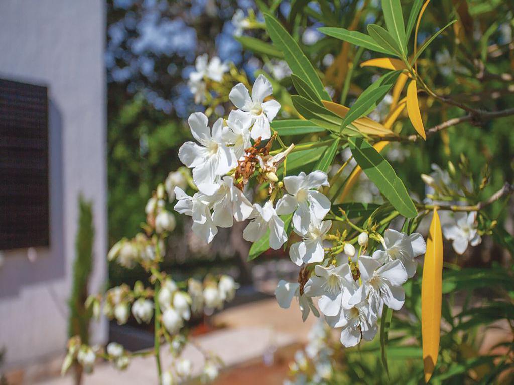 Apartments Vesna Pinezići Εξωτερικό φωτογραφία